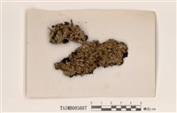 藏品(亞變梅衣)的圖片